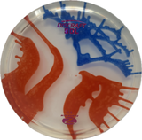 Sol-Discraft-Foundation Disc Golf