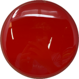 Hex-MVP-Foundation Disc Golf